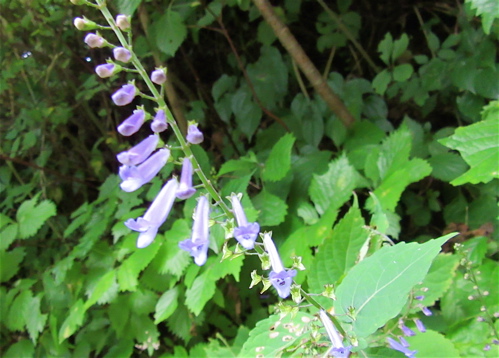 a0164011_22104650.jpg
