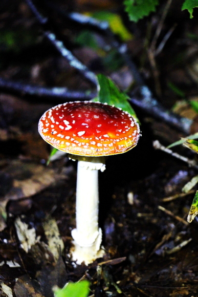 e0234741_22470221.jpg