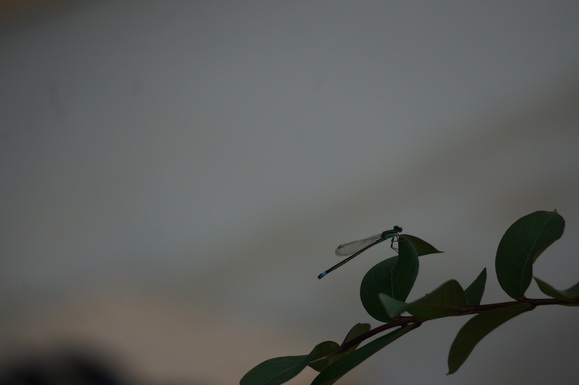 b0243152_20473832.jpg