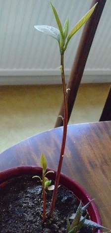 e0010856_8521199.jpg