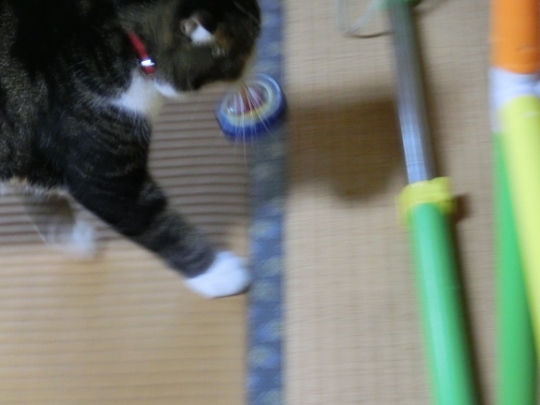 c0328559_20211374.jpg