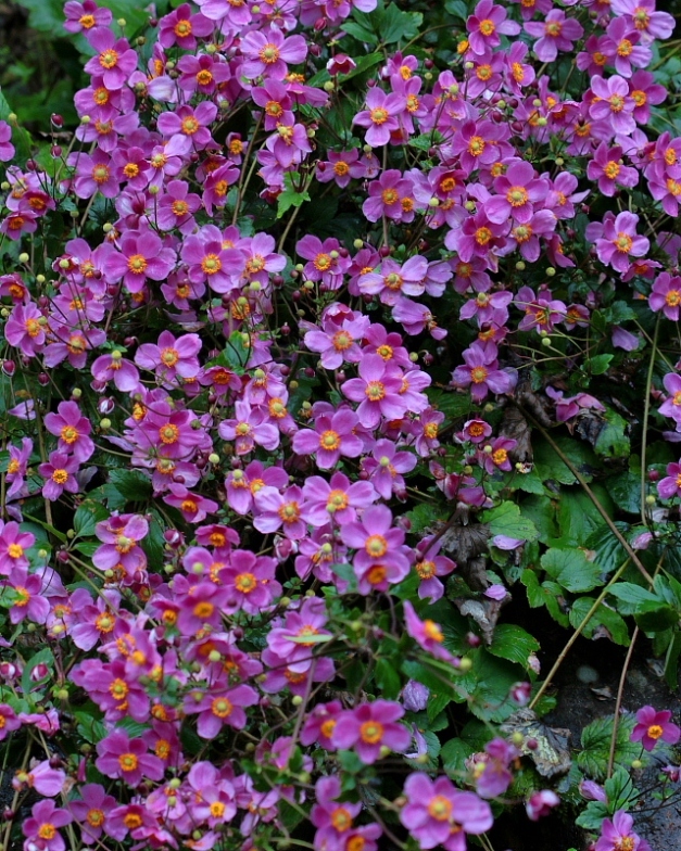 c0305565_17512319.jpg