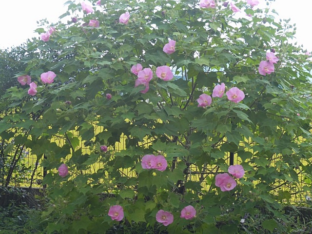 f0357487_2212513.jpg