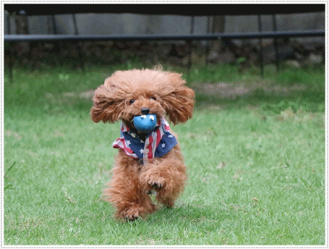 b0175688_23252201.gif