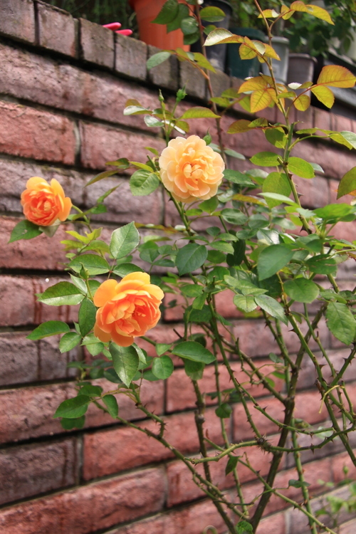 d0248502_06065871.jpg