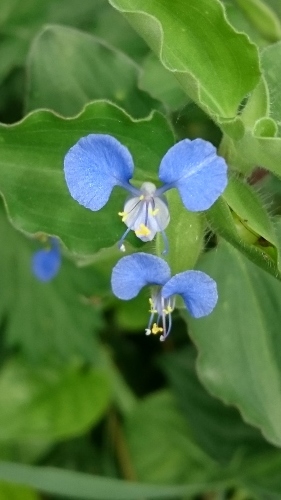 e0351303_12162410.jpg