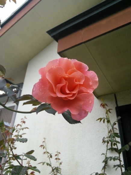 b0307008_22525747.jpg
