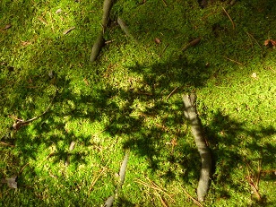 e0135219_12293236.jpg