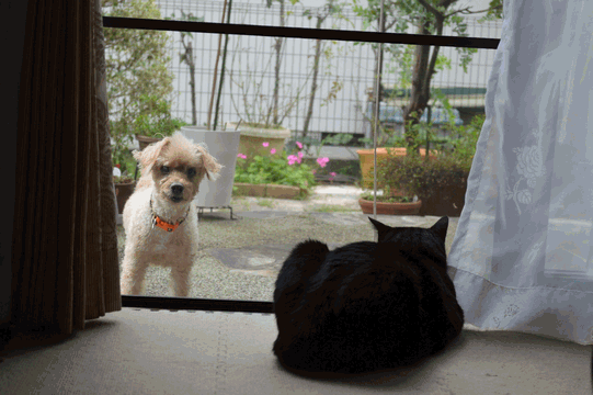 c0136736_10373335.gif