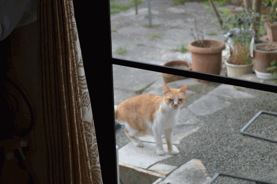c0136736_10375272.gif