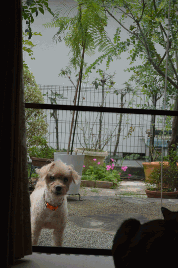 c0136736_10381794.gif