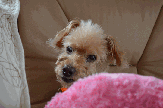 c0136736_10382901.gif
