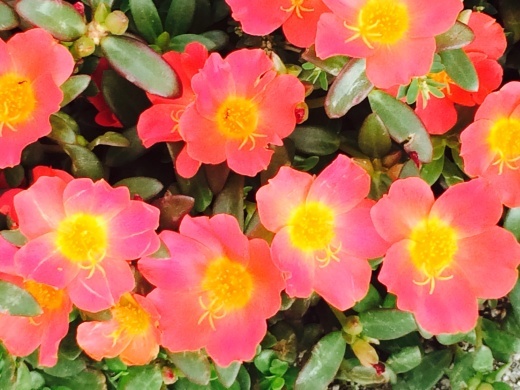 f0201297_11120234.jpg