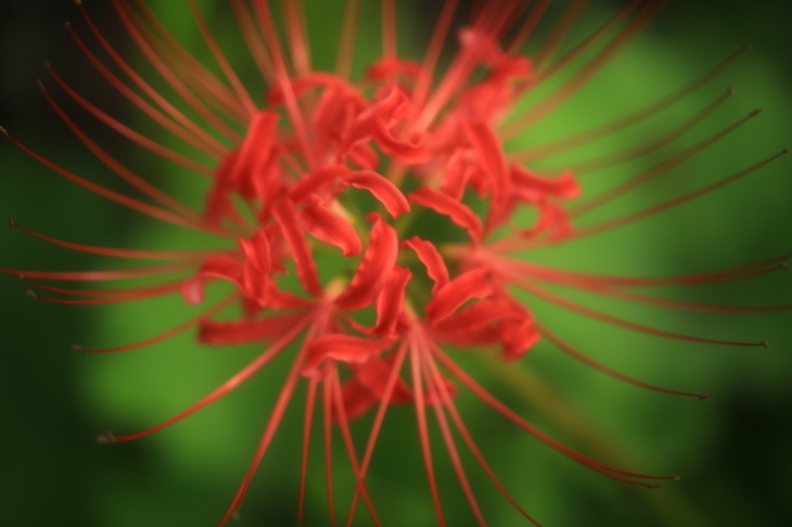 c0104227_11322760.jpg