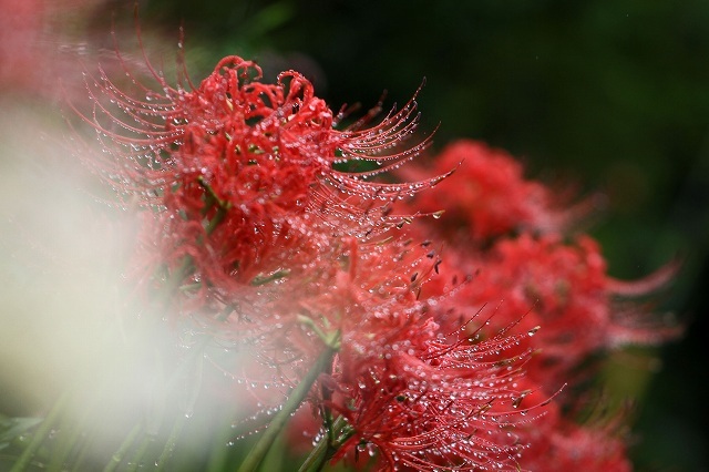 a0242438_18290863.jpg