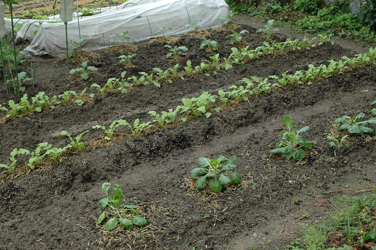 e0193247_20401776.jpg