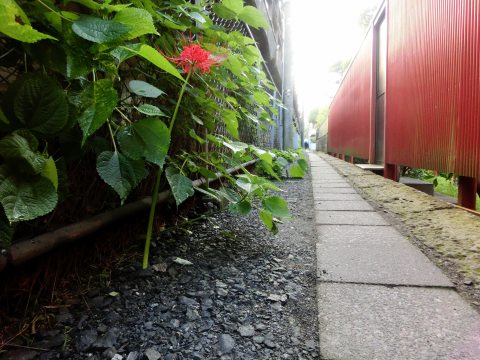 e0045768_2216469.jpg