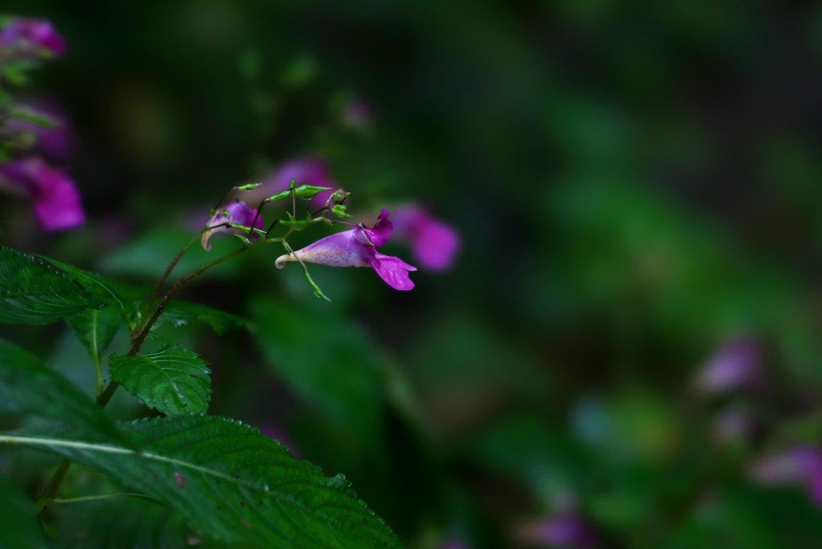 a0083081_1633746.jpg