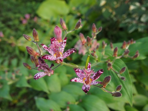 c0117007_2010398.jpg