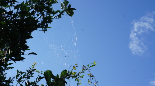 e0166734_09162901.jpg