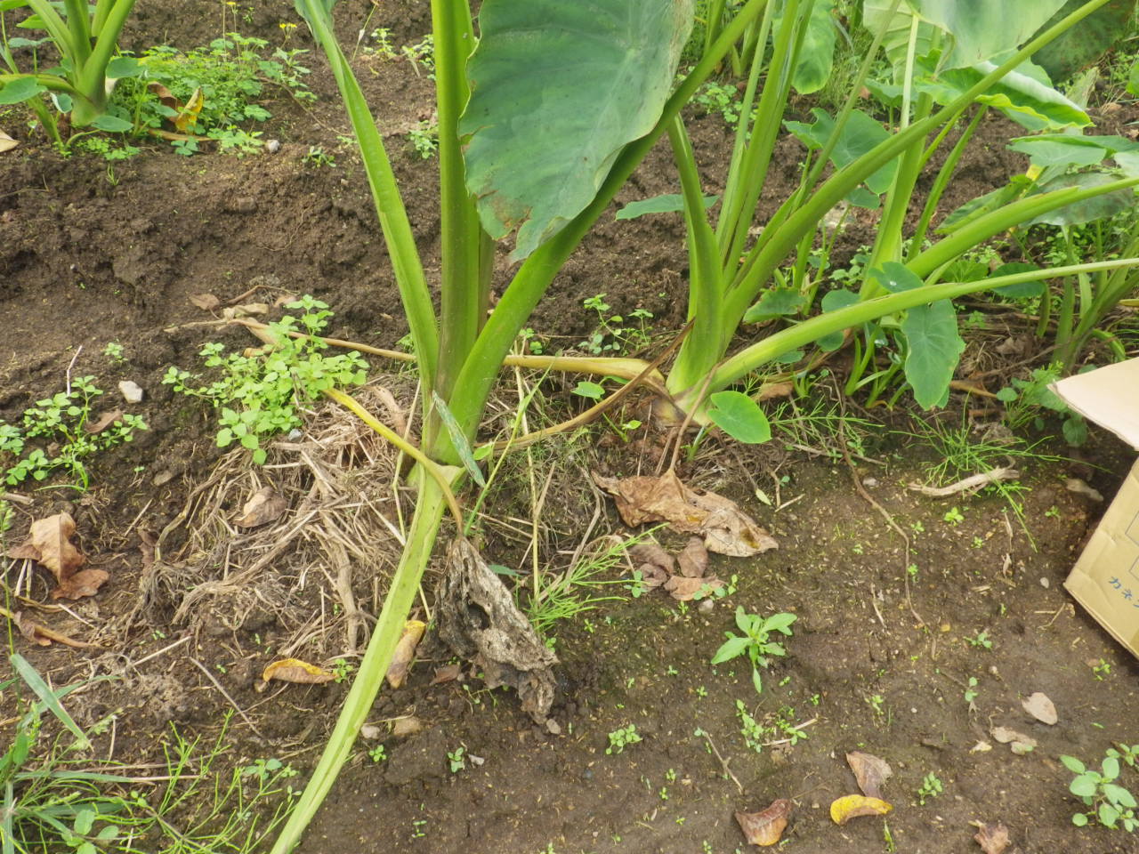 c0300035_1435870.jpg