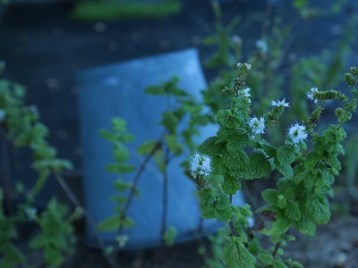 a0269541_19512558.jpg