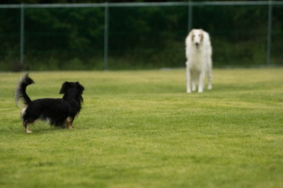 c0260264_20194232.gif