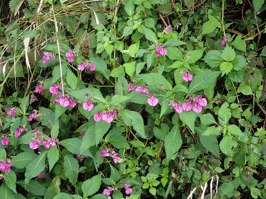 f0131669_2044079.jpg