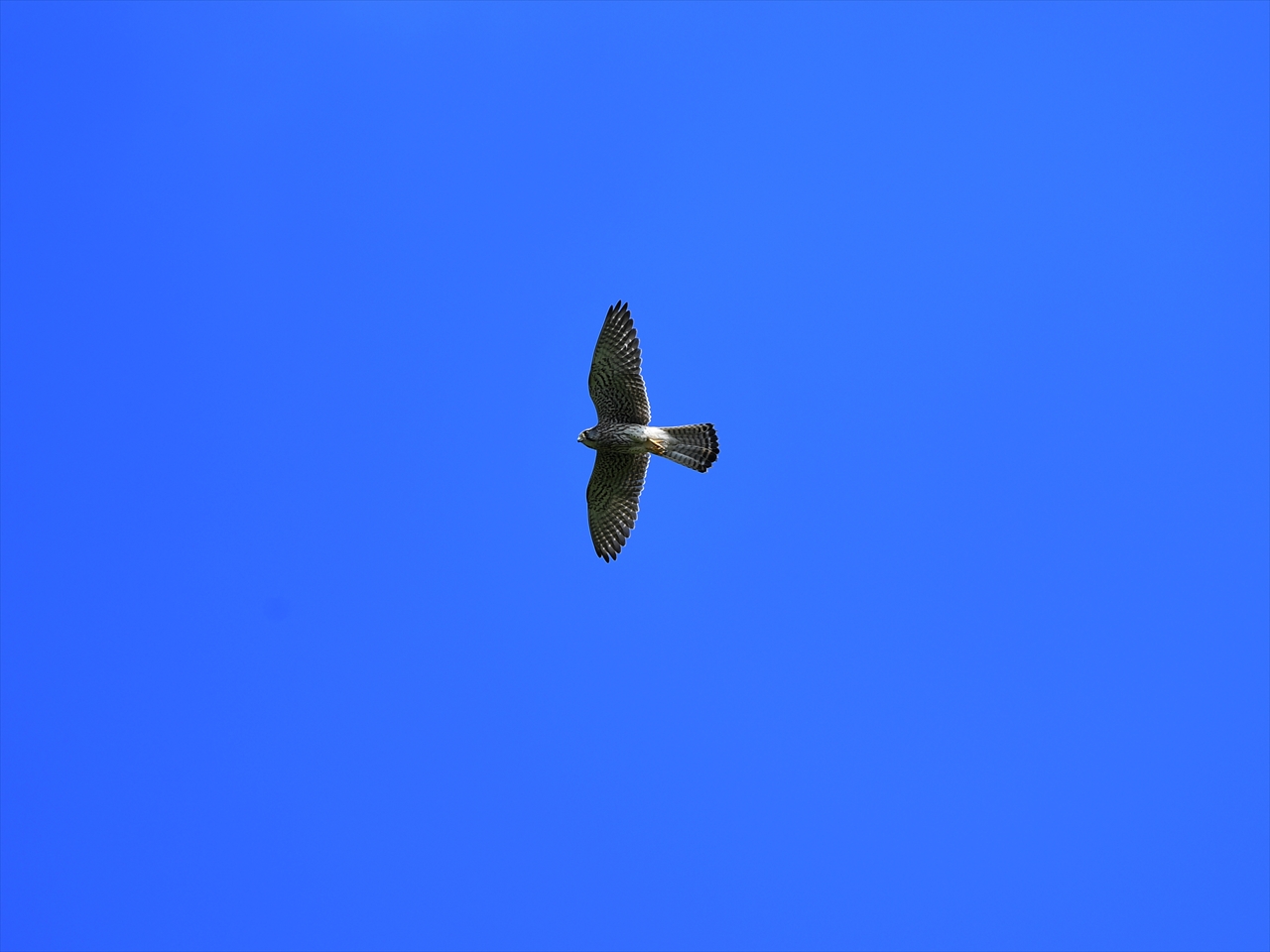 d0157380_16265849.jpg