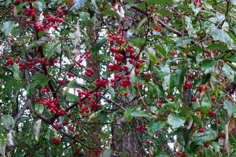 a0130586_8202110.jpg
