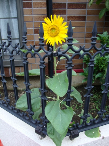 c0322794_9115374.jpg