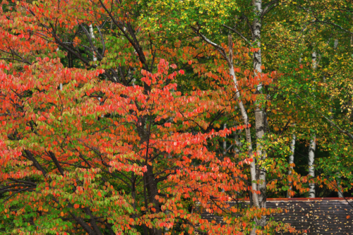 a0263109_22025295.jpg