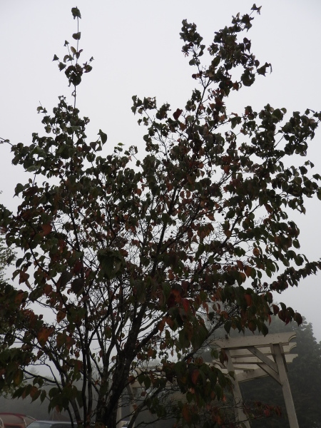 b0174425_20510888.jpg