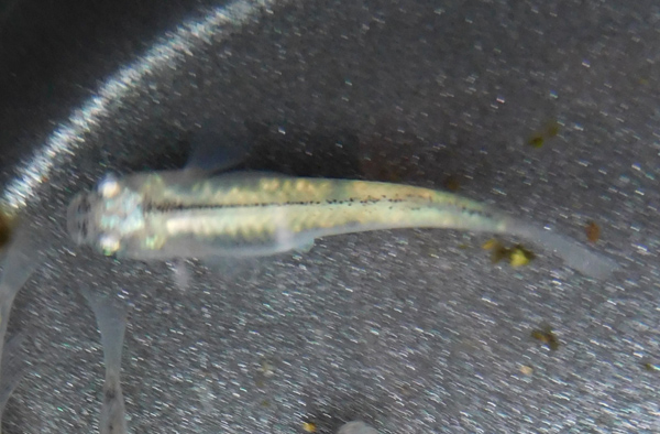 e0097534_15582639.jpg