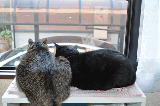 c0136736_08505120.gif