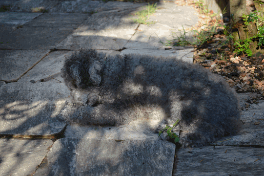 c0136736_08511798.gif