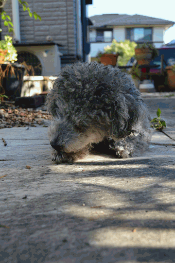 c0136736_08520097.gif