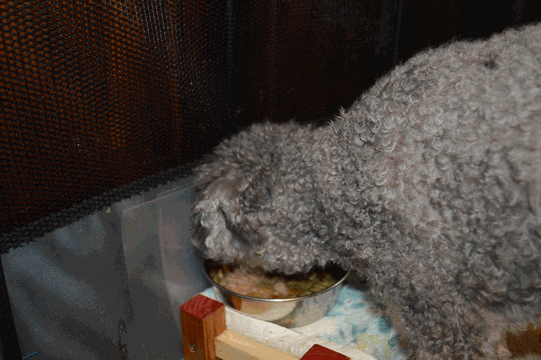c0136736_08524373.gif