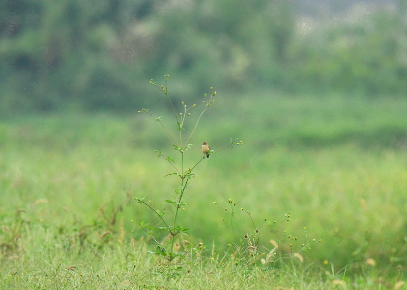 d0290240_10304720.gif