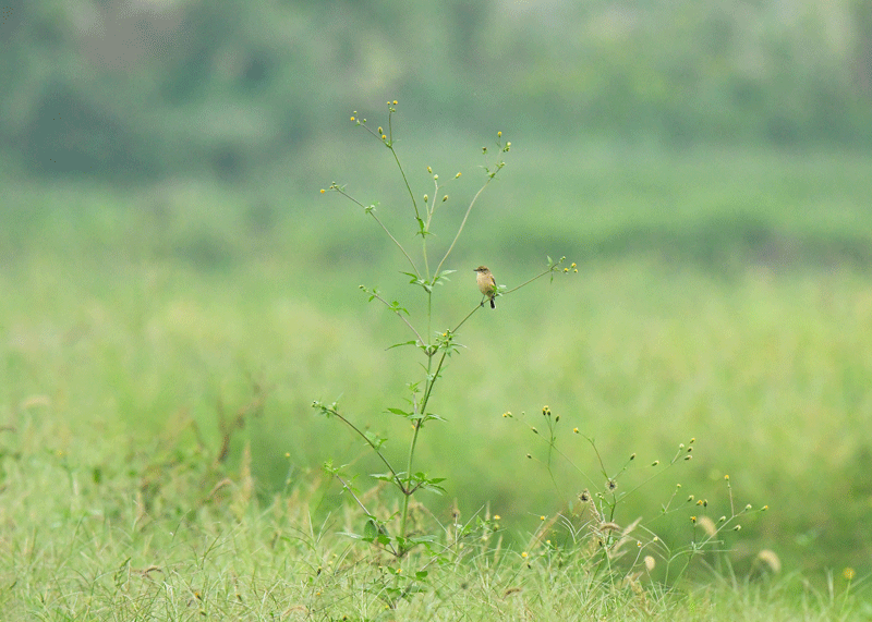 d0290240_10310379.gif
