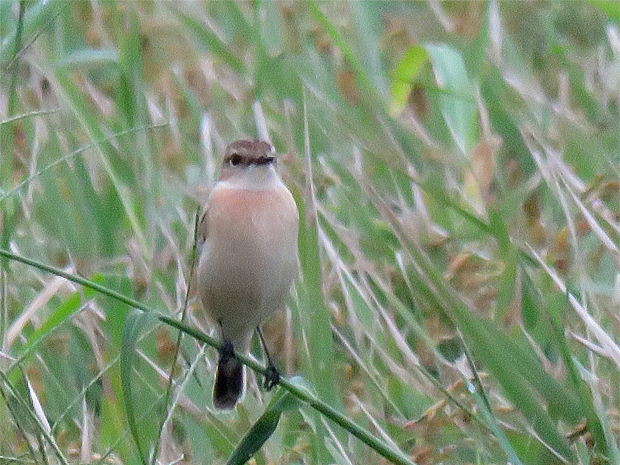 f0214649_4173389.jpg