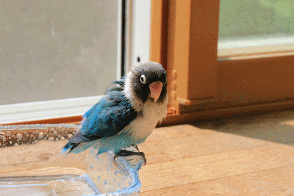 c0145250_10465606.gif