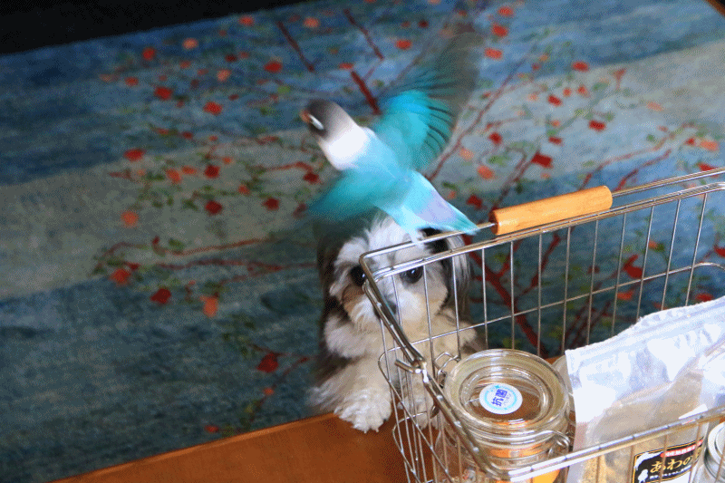 c0145250_10532244.gif