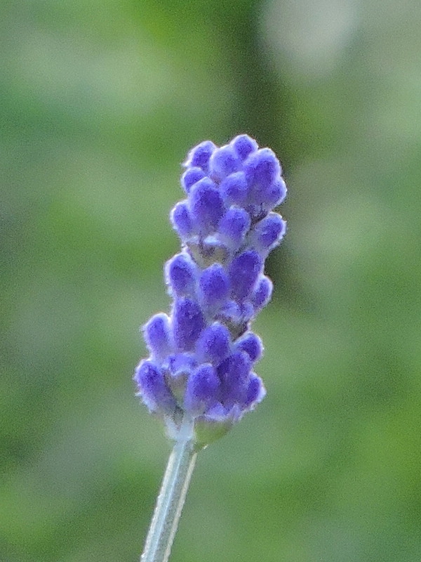 e0351973_21423155.jpg