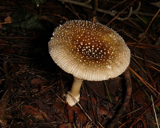 d0019074_97384.jpg
