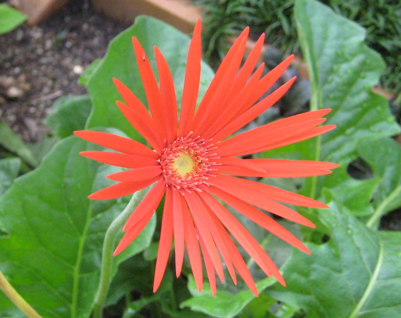 b0057679_7594285.jpg