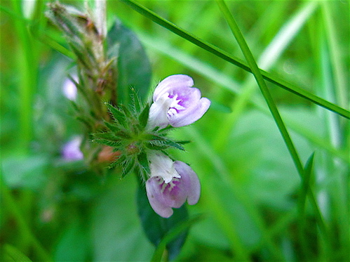 a0164011_18374618.jpg