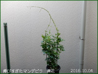 e0033229_184052100.jpg