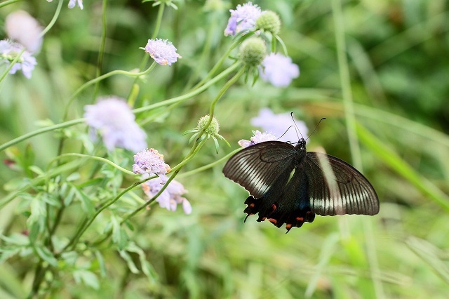 a0242438_20124209.jpg