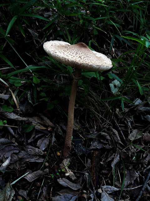d0019074_555966.jpg